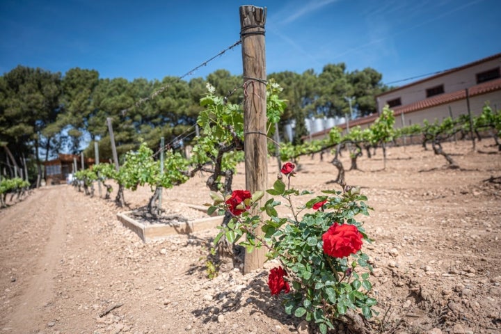 El Vendrell 29/04/23 Visita guiada a la bodega Avgvstvs Forvm. Así como también comida en el espacio gastronomico.AUTOR: MANU MITRU