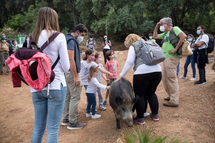 jabalí en la ecorreserva de ojen