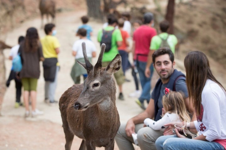 un ciervo y una familia en la ecoreserva de ojen