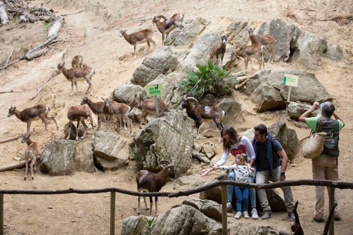 Toca posado junto a una familia de muflones.