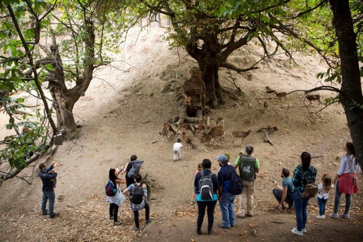 estatua de corcho de la reserva de ojen