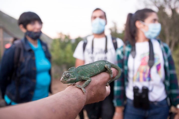 camaleon en la ecoreserva de ojen