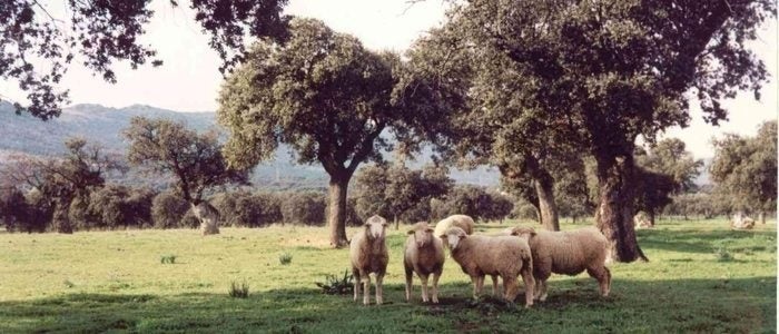 Ovejas en el valle de Alcudia.