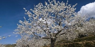 Cerezo en flor. Imagen cedida por Ángel Vicente Simón Tejeiro. Oficina de Turismo del Valle del Jerte.