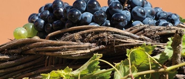 Uva tinta con la que se elabora vino con denominación de origen Toro.