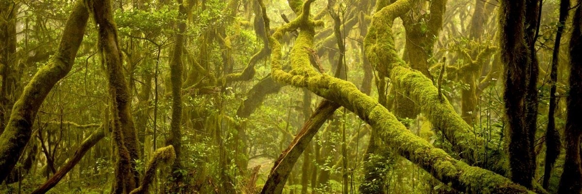 La Gomera acaricia los sentidos