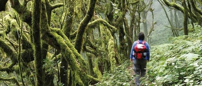 Excursionista en el Parque Nacional de Garajonay.