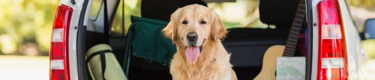 Piscinas para ir con perro, Guía Repsol