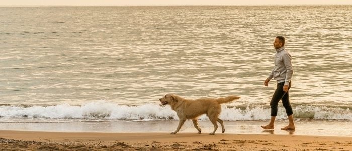 Existen playas con zonas acotadas donde podemos pasear tranquilamente con ellos.