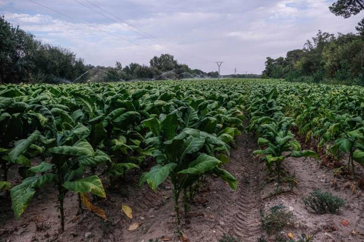 Cultivo de tabaco en la zona de Talayuela (Cáceres)