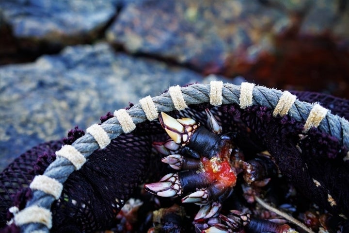 Percebeiros Muxía: percebes en un saqueto