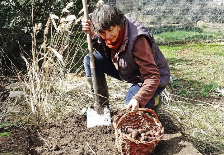 Recolectando el tupinambo en temporada. Foto: Outback Spain.