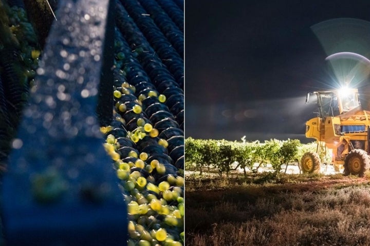 La vendimia en la D.O. Rueda se caracterirza por la recolección nocturna y mecanizada. Foto: Ruta del Vino de Rueda.