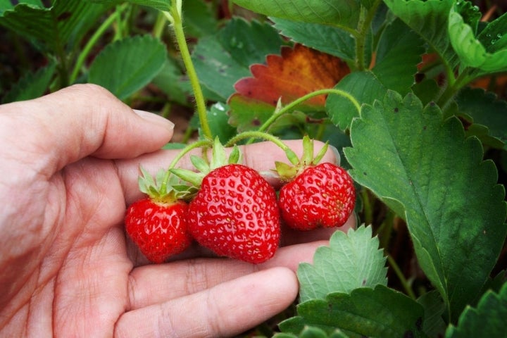 Recolectando fresas de la mata. Foto: Shutterstock.