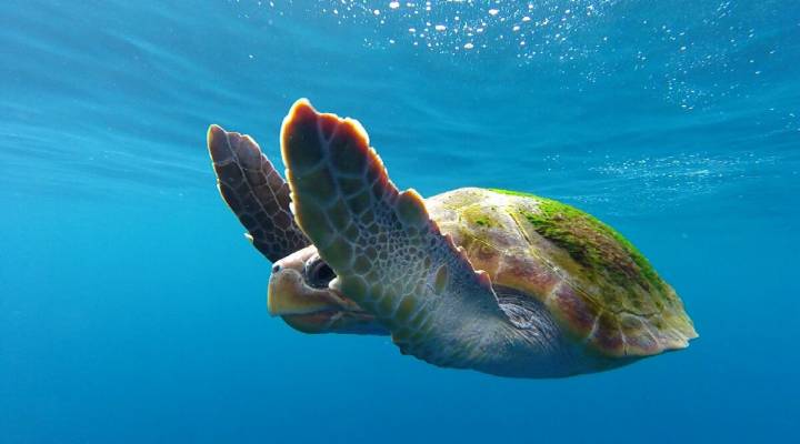 La tortuga boba, en peligro de extinción, visita las Canarias con frecuencia. Foto: Atlantic Eco Experience.