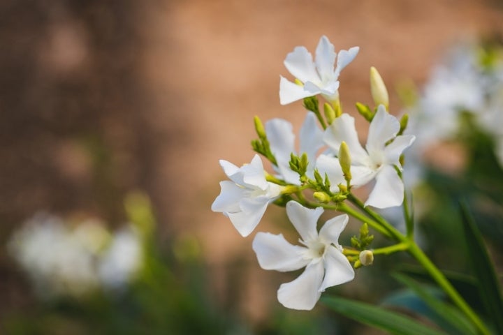 flor paseo sevilla