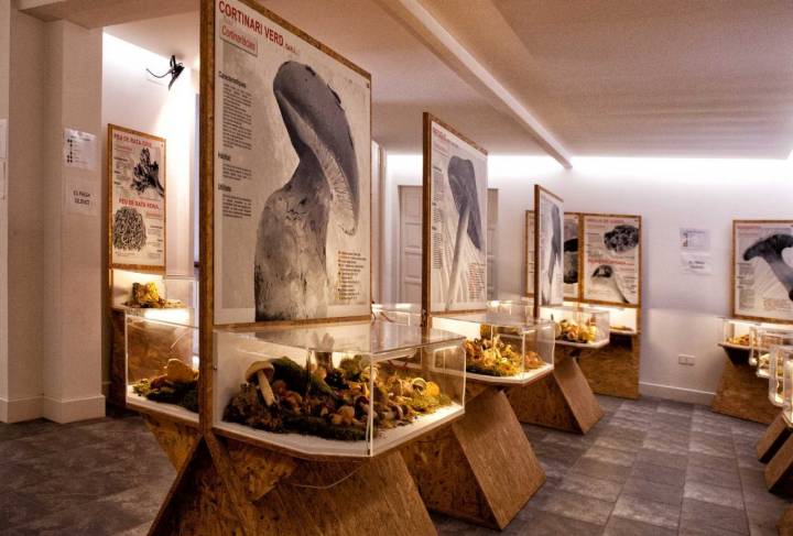 Este museo expone una completa colección con más de 500 figuras, correspondientes a 169 especies diferentes. Foto: museudelbolet.ca.