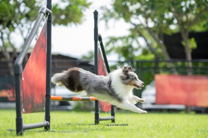Un perro saltando en un concurso de canes.