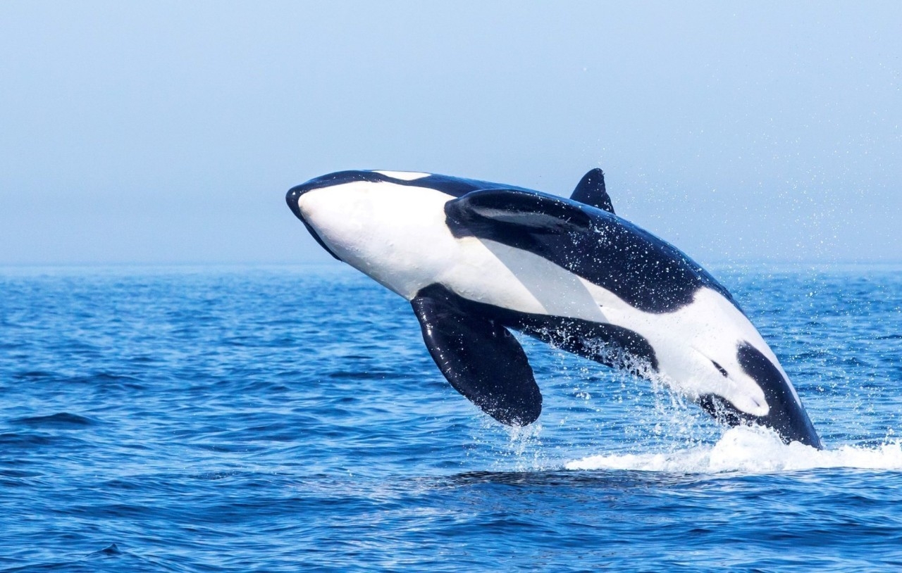 Orca saliendo del agua.
