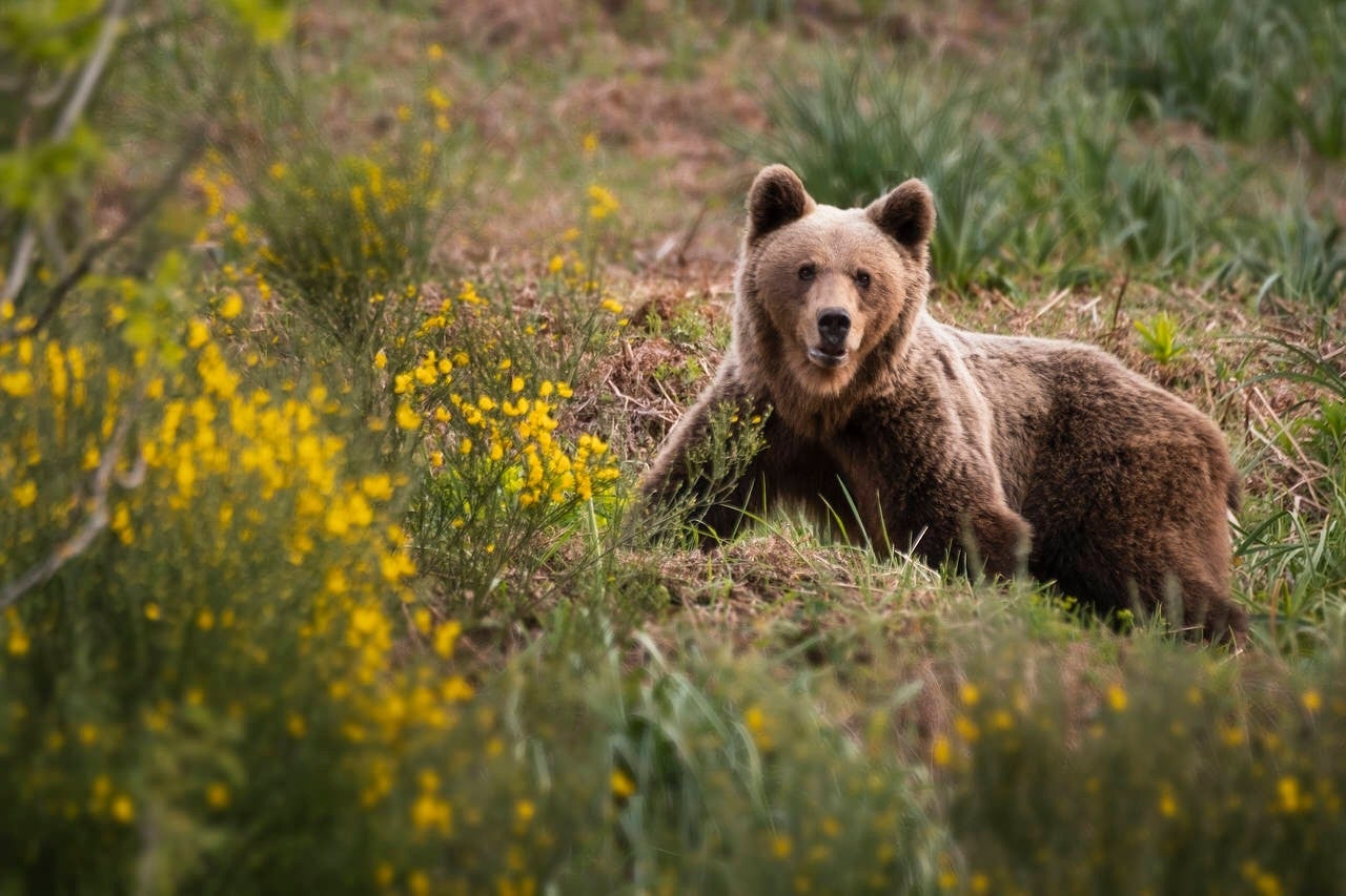 Oso en ladera.