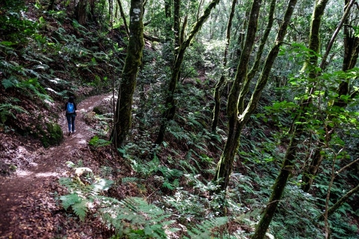 Los caminos de Garajonay invitan a un paseo lento.