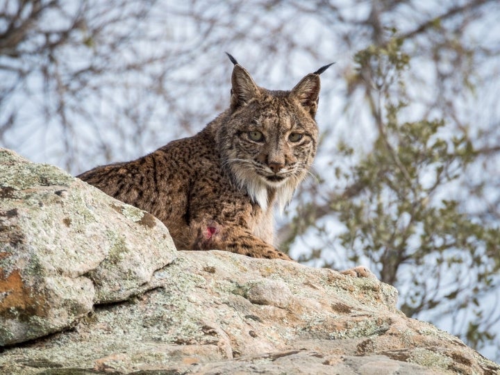 Lince ibérico - bosques que suenan.