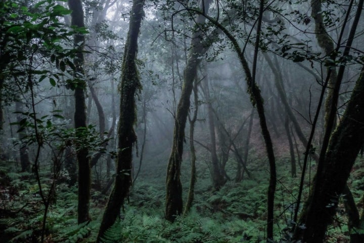 Parque de Garajonay. La Gomera