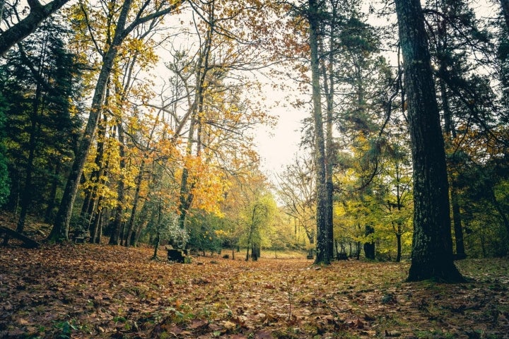 ¿Cómo suena la lluvia entre los hayedos? Foto: Shutterstock.