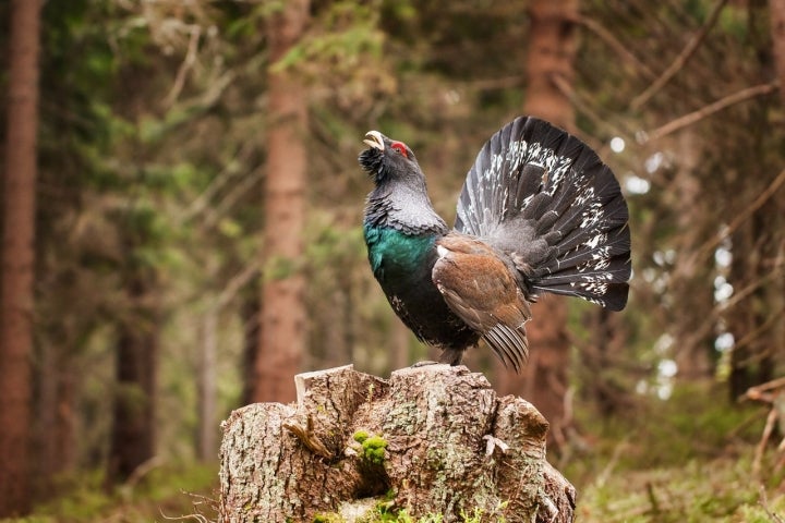 Al urogallo hay que ir a buscarlo en los abetales de Esterri d'Àneu a finales de abril. Foto: Shutterstock.