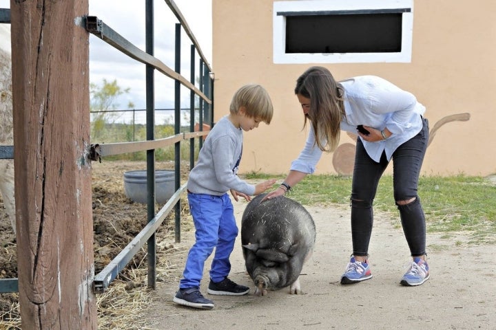 Jamoncito es el animal estrella de la granja escuela 'Giraluna'.