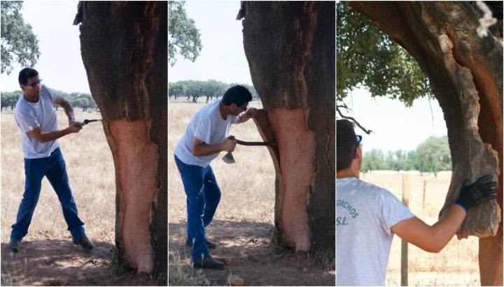 Descorche alcornoques: saca del corcho (1)