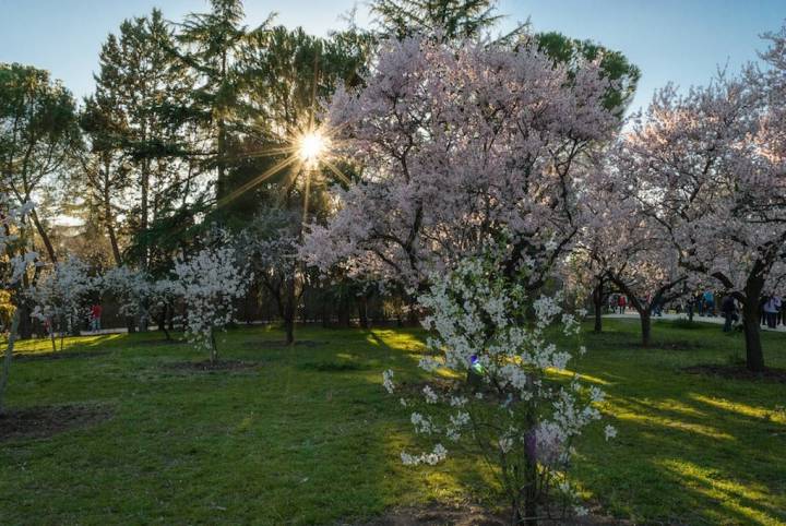 Almendros en flor en el Parque Quinta de los Molinos. Foto: Kus Cámara (CC)