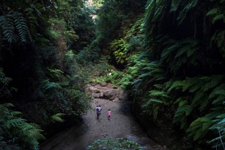 Selfie de Manuel Ruiz Toribio. Bosque de los Tilos (San Andrés y Sauces, La Palma).