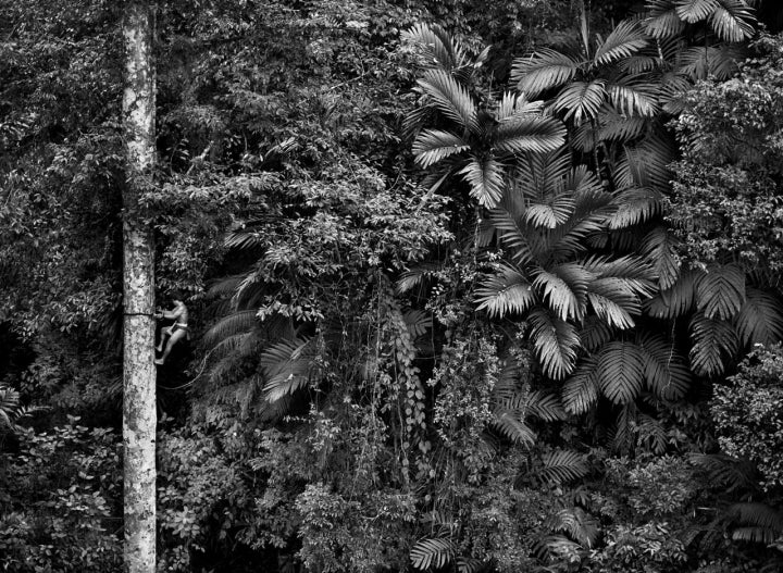 Sebastiao Salgado selva