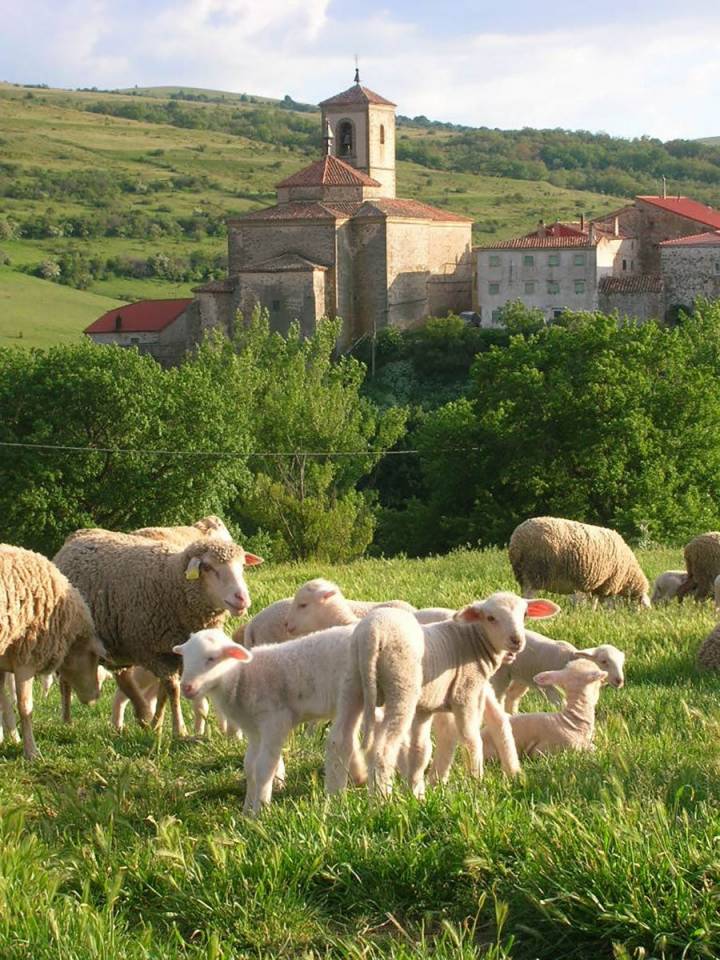 Las ovejas campan a sus anchas en el Museo de Pastores. Foto: Museo de Pastores.