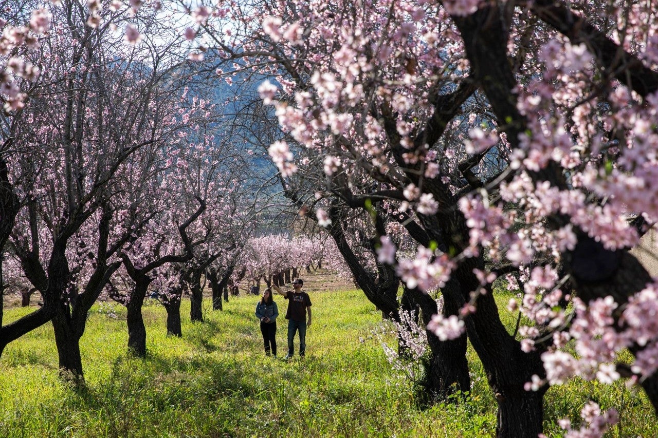 Feslalí, lo que el invierno hace con los almendros