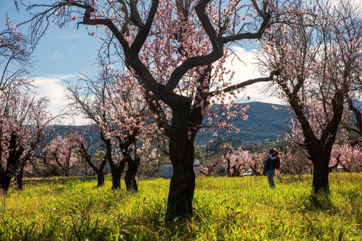 Es imposible pasear entre estos almendros enfadado.