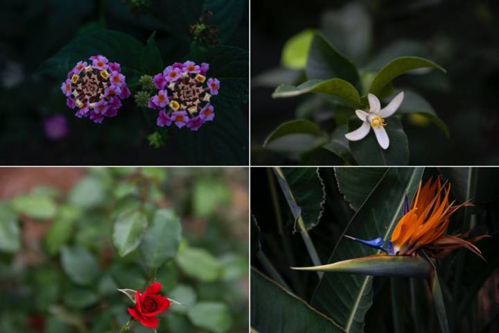 Distintas flores del jardín de Huerto Ribera