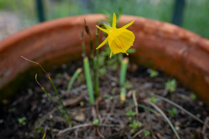 Esta frágil flor amarilla es un ejemplo de buenos cuidados.