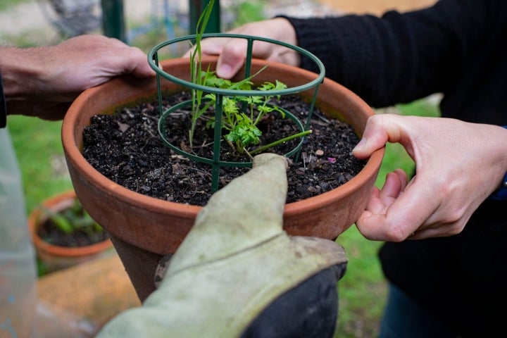 No dudes en colocar una guía para que el cultivo crezca sin torcerse.