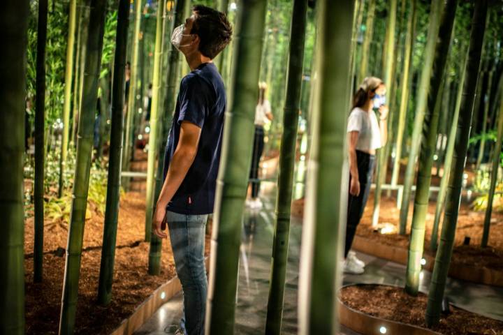 Varios jóvenes observan una réplica de bosque de bambú rodeada de espejos multiplican el espacio.