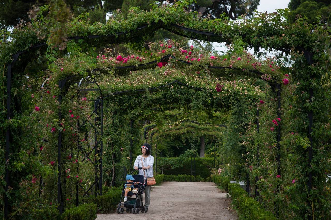 La rosaleda del Parque de El Retiro, diseñada por Cecilio Rodríguez, Jardinero Mayor de la Villa, en 1915 siguió las modas afrancesadas de la época.