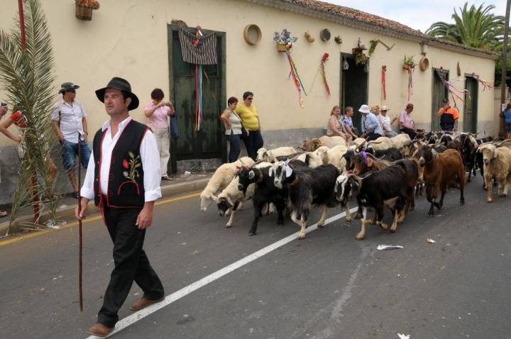 Un pastor pasea al ganado por las calles de Tacoronte, en Tenerife, durante la romería de San Isidro Labrador.