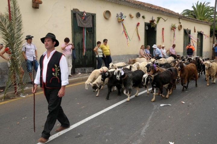 Un pastor pasea al ganado por las calles de Tacoronte, en Tenerife, durante la romería de San Isidro Labrador.