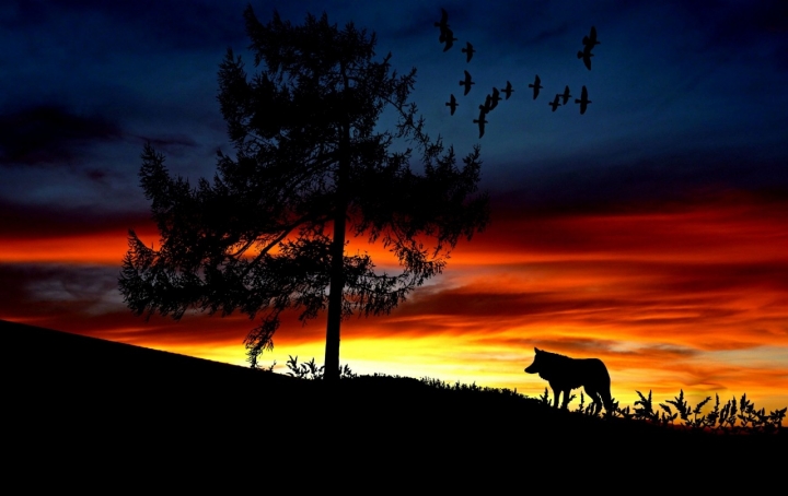Lobo en puesta de sol.