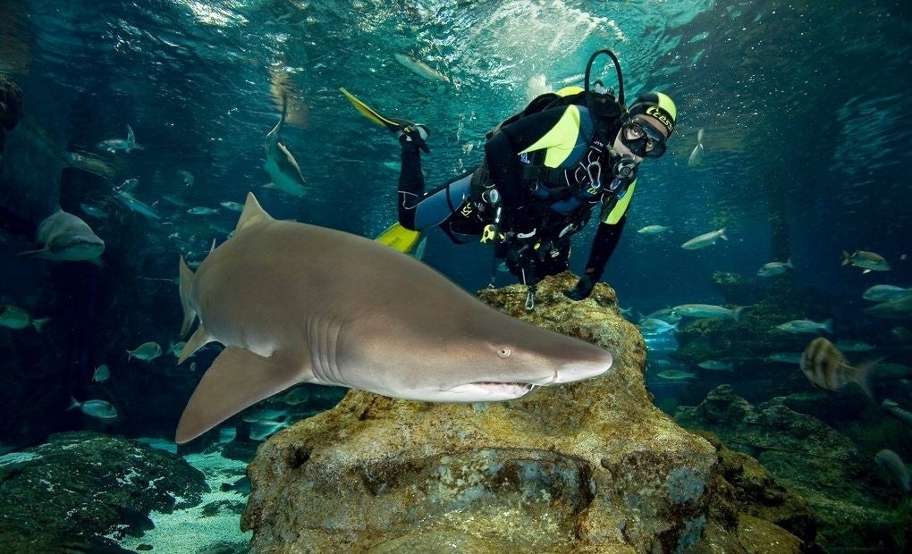 Vistas a un mar de tiburones. Foto: L'Aquarium