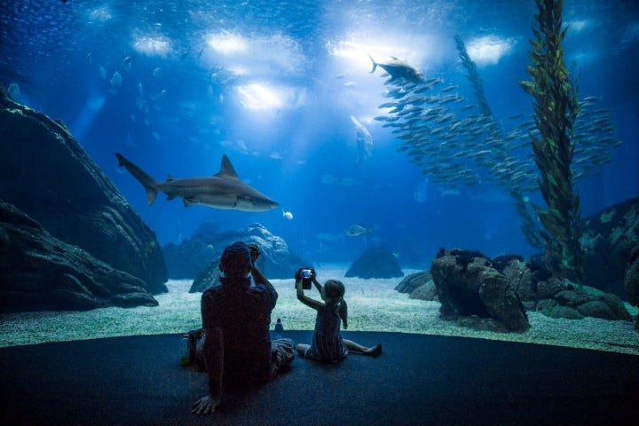 En Lisboa sólo estarás a un cristal de distancia de los tiburones