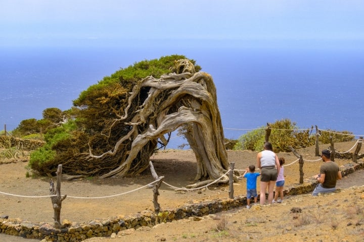 Arboles impresionantes de El Hierro