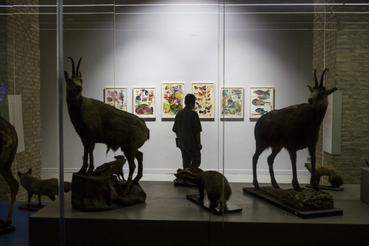 Museo Ciencias Naturales Zaragoza