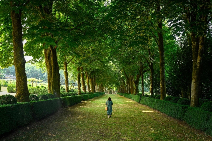 El paseo de los tilos es uno de los ejes más espectaculares de los jardines del Pazo de Oca.